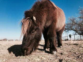 Pony scrounging for bits of hay