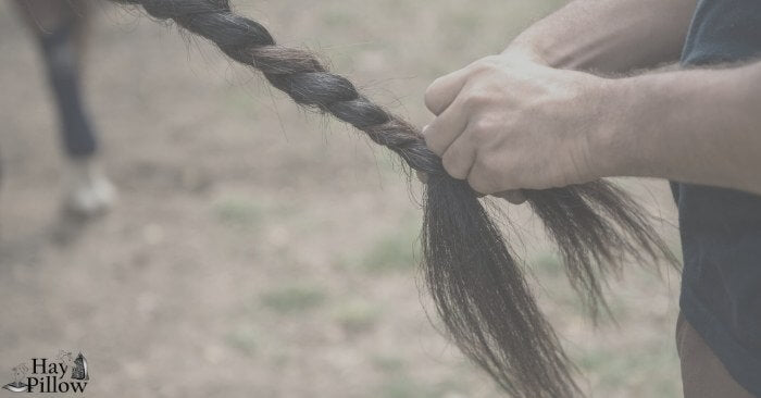 What to consider when braiding your horse's tail (it's not as harmless as  it seems) - My life is better with horses