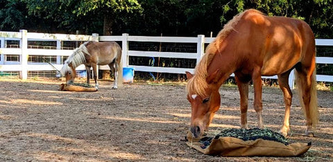 Two ponies eating hay from slow feed hay bags on the ground.