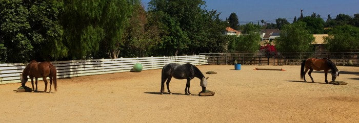 Three horses in a corral eating from Hay Pillow slow feed bags on the ground with enrichment toys in the background