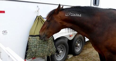 Horse eating from a hanging hay pillow slow feeder bag