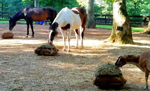 Two horses and a goat eating hay from ground slow feeder