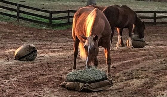 Horses eating from slow feed hay bags in pasture
