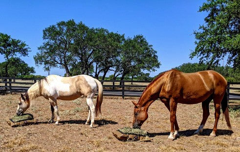 Two horses in pasture eating from slow feed hay bags