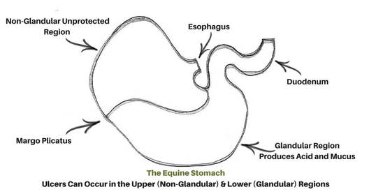 Drawing of the equine stomach showing where ulcers can develop.
