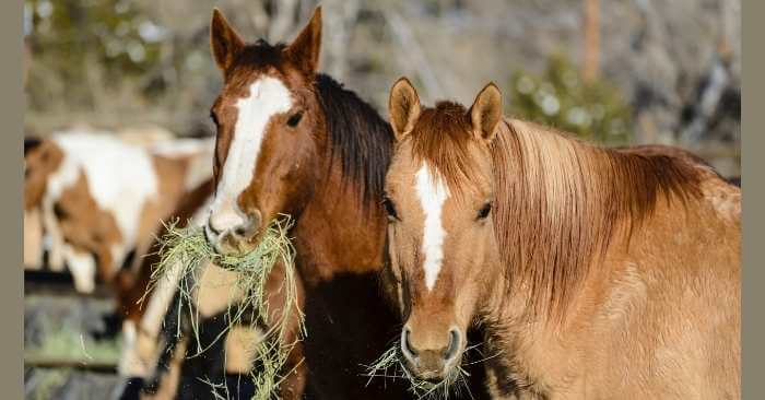 Two horses eating hay