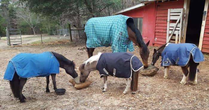 Mini Horses Eating from slow feed hay pillows with a horse