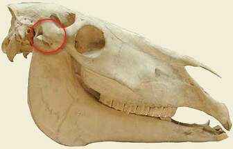 Horse skull showing location of the temporomandibular joint.