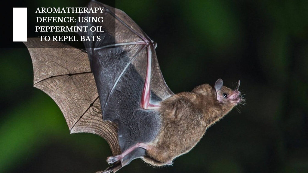 AROMATHERAPY DEFENCE: USING PEPPERMINT OIL TO REPEL BATS