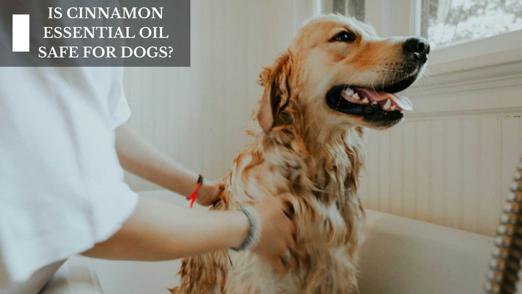 IS CINNAMON ESSENTIAL OIL SAFE FOR DOGS?