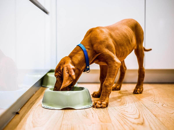 PROTECTING YOUR PET FOOD