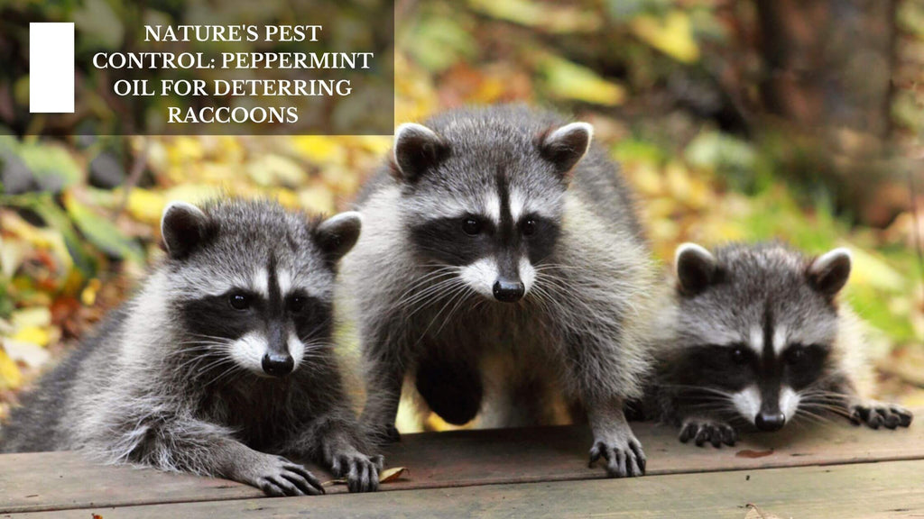 NATURE'S PEST CONTROL: PEPPERMINT OIL FOR DETERRING RACCOONS
