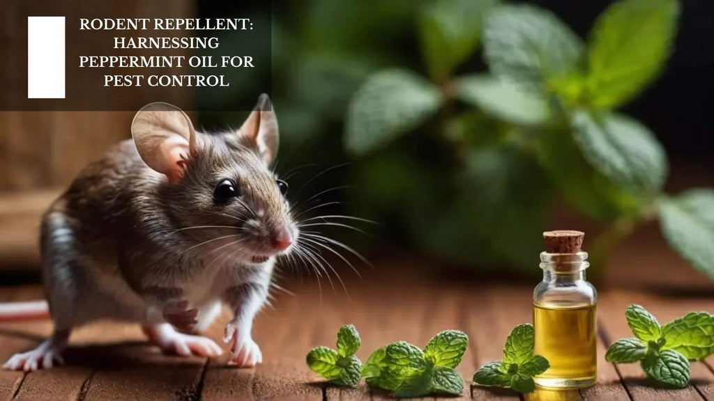 RODENT REPELLENT: HARNESSING PEPPERMINT OIL FOR PEST CONTROL