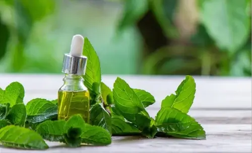 SPEARMINT ESSENTIAL OIL