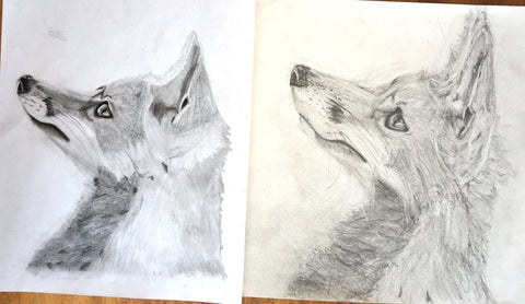 Two drawings of the same fox.