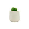 Green Heart Leaf Hoya | Hoya kerrii, 4