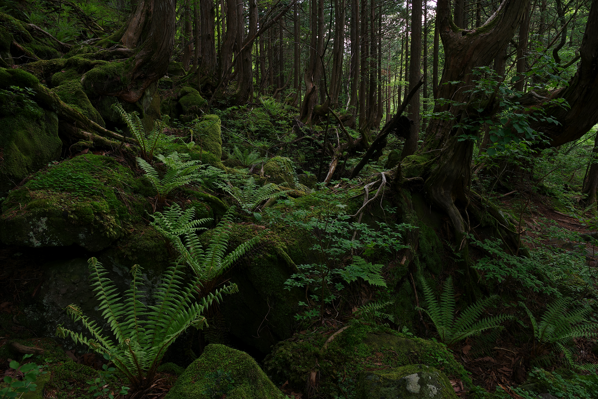 Nature Image Forest taken by Pentax lens DA 16-50 mm