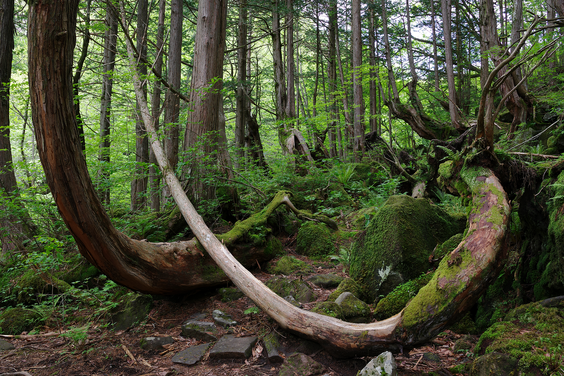 Nature Image Forest taken by Pentax lens DA 16-50 mm