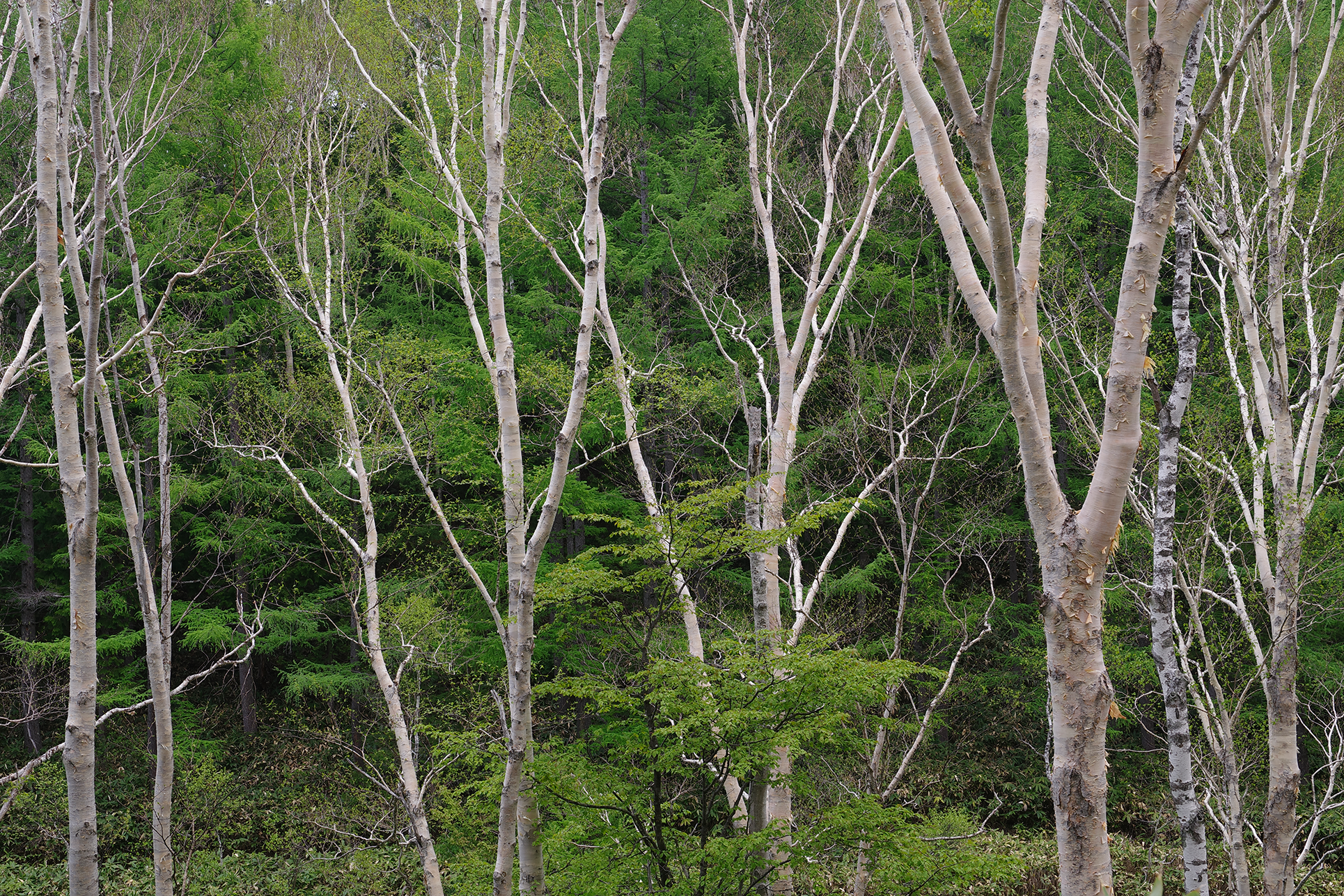 Nature Image Forest taken by Pentax lens DA 16-50 mm