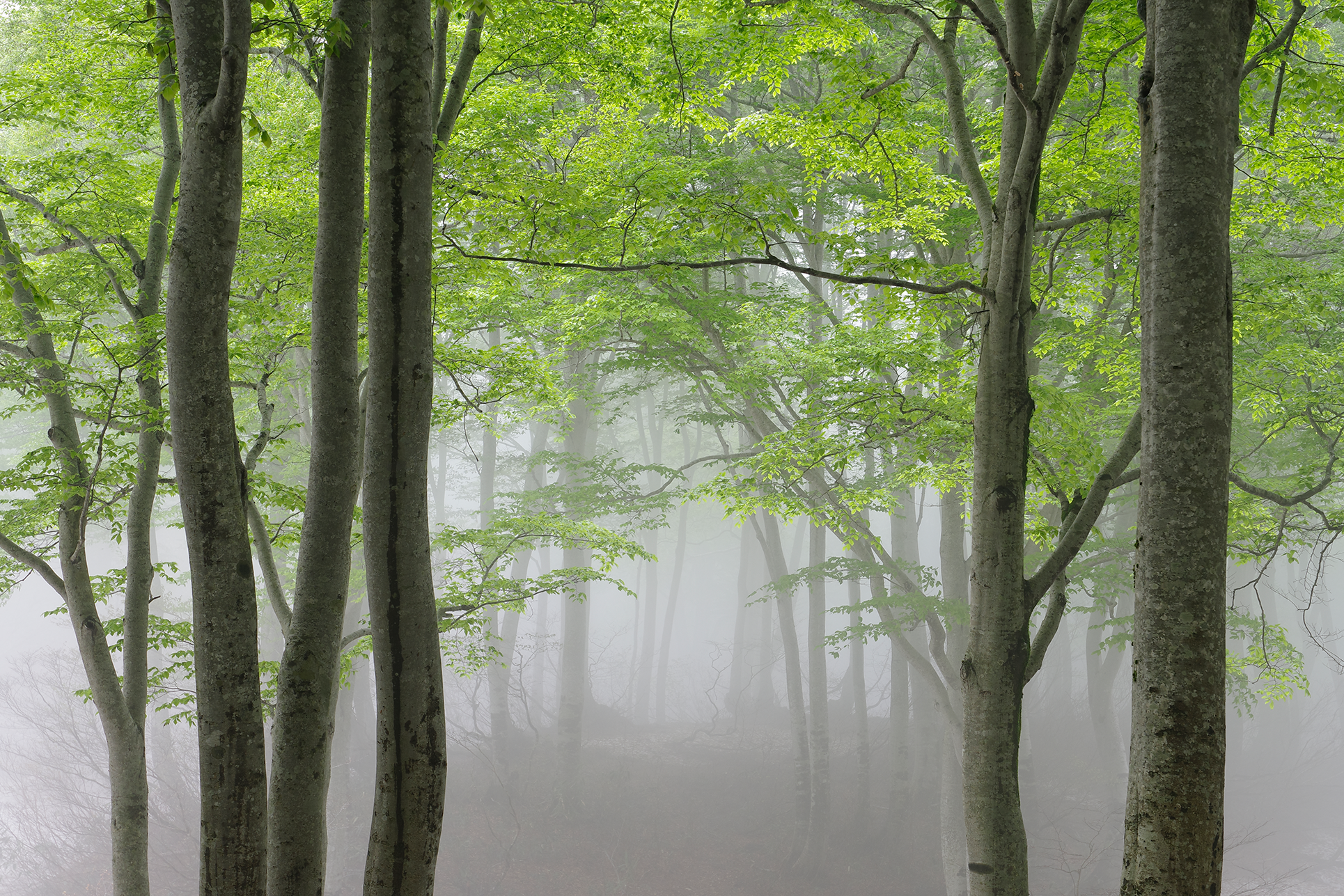 Nature Image Forest taken by Pentax lens DA 16-50 mm