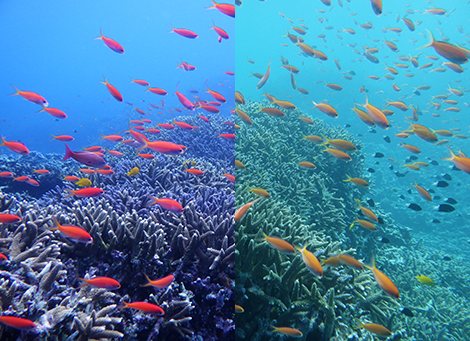 underwater mode with view on fishes