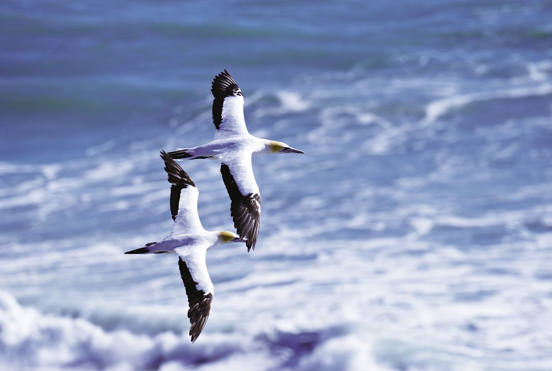 Birds, taken by Pentax SLR camera