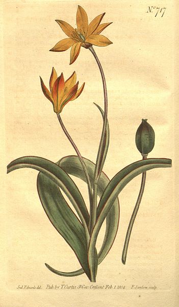 Botanical Tulip