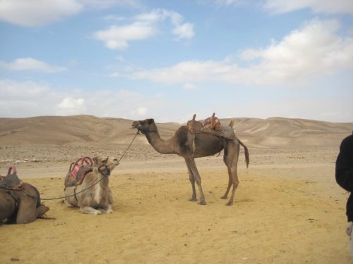 Camels in the Judean desert