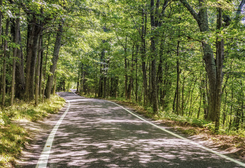 shady road with trees