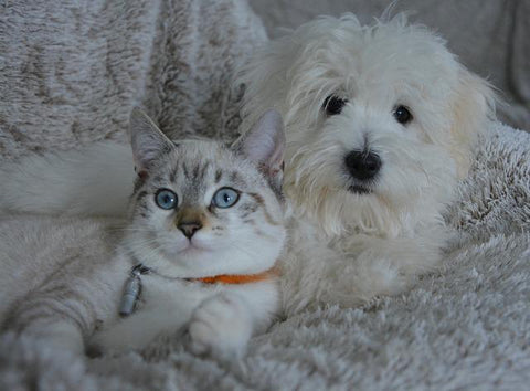 white dog and grey cat sitting together