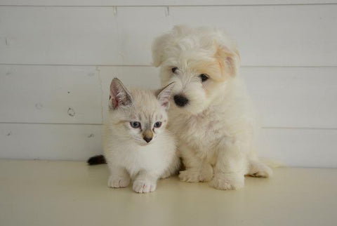 white cat and small white dog sitting beside each other