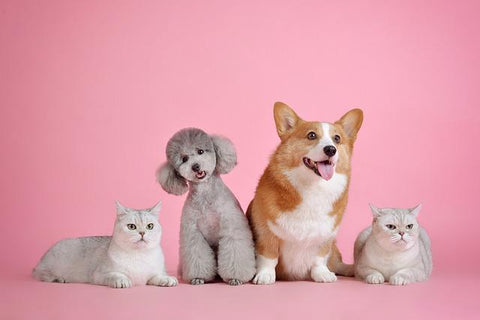 two cats and two dogs sitting in a row with a pink background