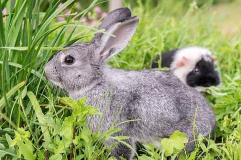 rabbit and guinea pig in a green grass field 
