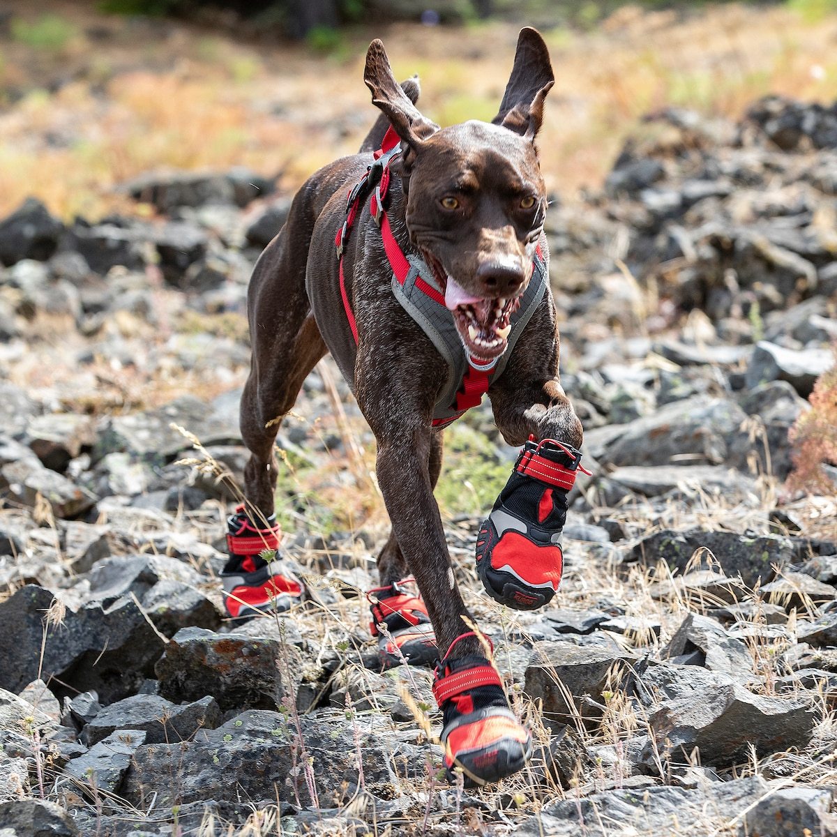 How to get your dog comfortable with wearing shoes