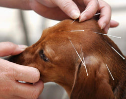 Ask a Vet: Is Alternative Medicine Safe?