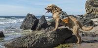 The Best Dog-Friendly Beaches