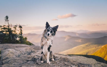 Dog-Friendly Hikes: Maine