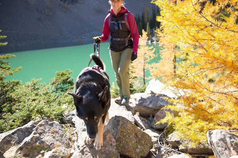 Pet-Friendly Leaf Peeping Destinations