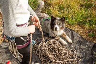 How Much Exercise Does Your Dog Need?