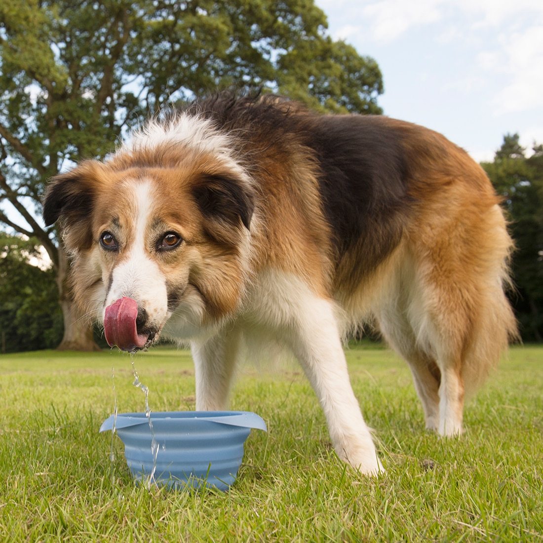  A Guide to Thanksgiving Leftovers for Dogs