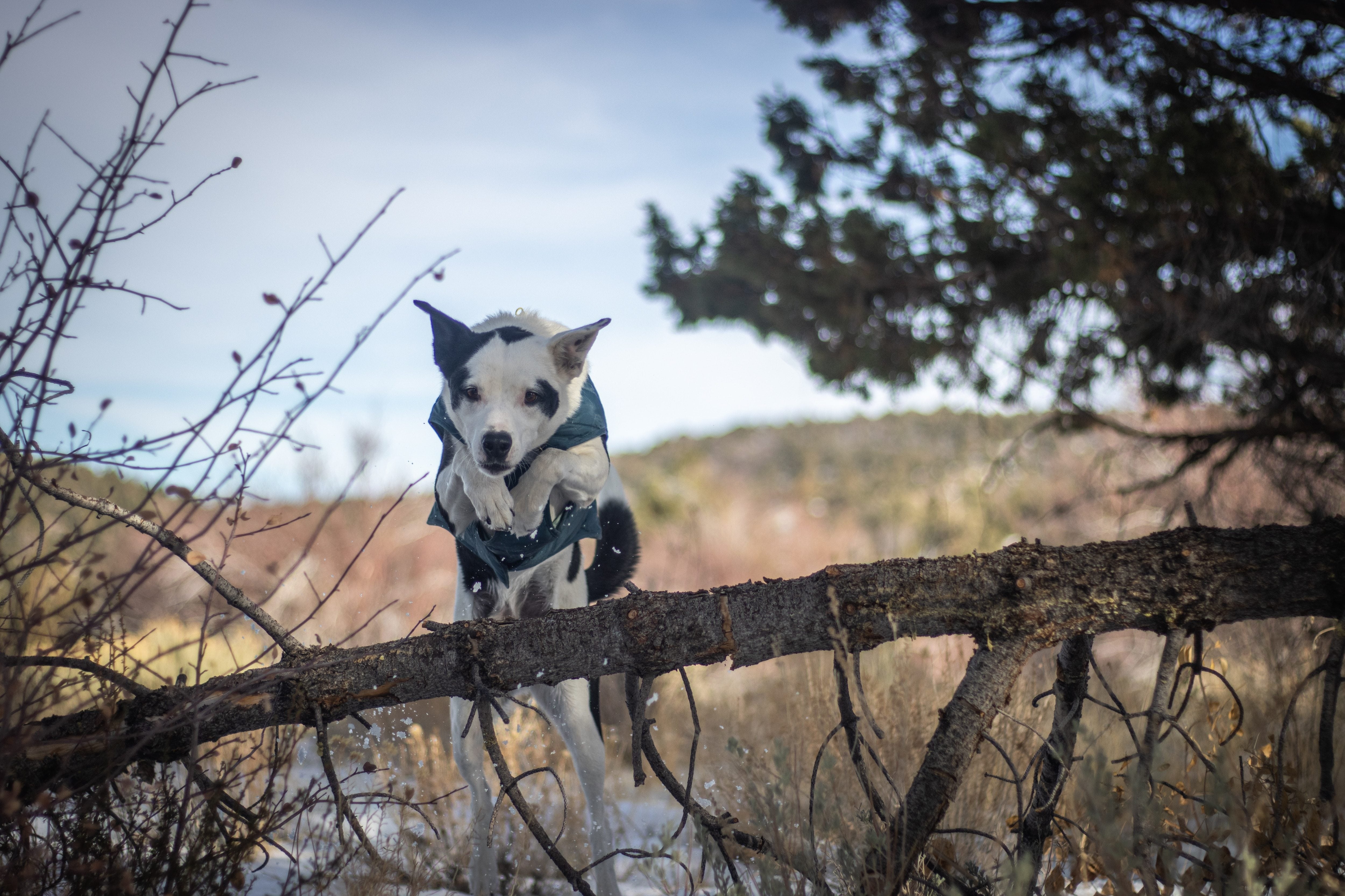 5 Commands Your Dog Needs To Know Before They Become Your Running Buddy