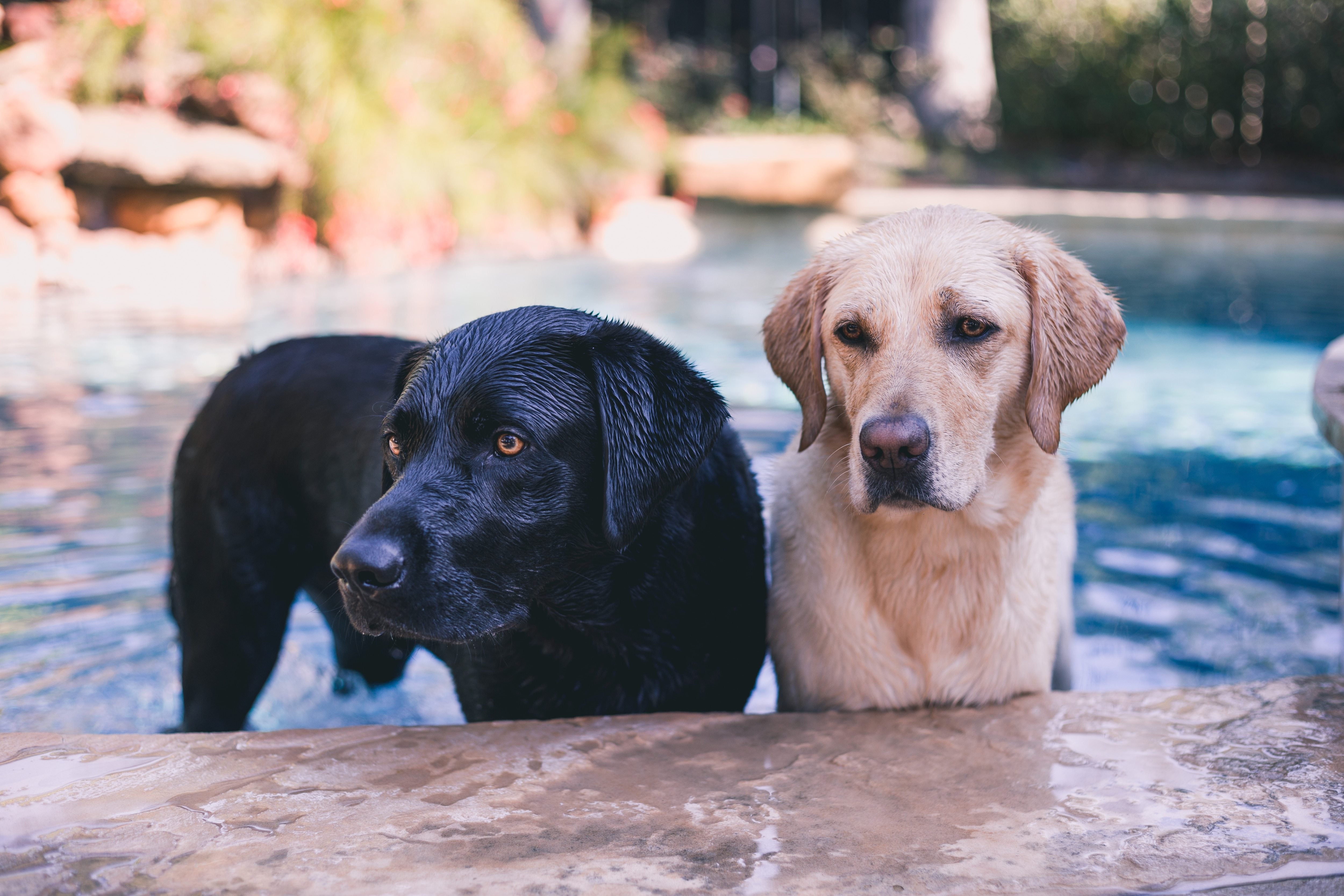 5 Labs Who Love Water