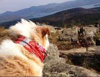 Dog-Friendly Hiking Trails - Lake George, NY