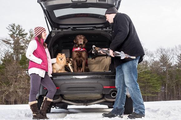 How to Keep Your Dog Entertained in the Car