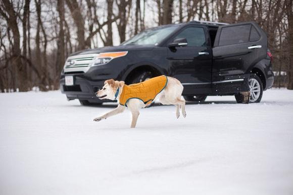 Tips for Easy Holiday Travel with Your Dog