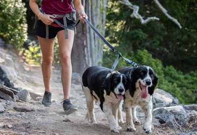 Leashes and Collars Collection