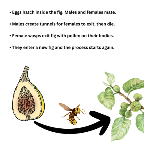 Fig Wasp Leaving Fertilized Fig