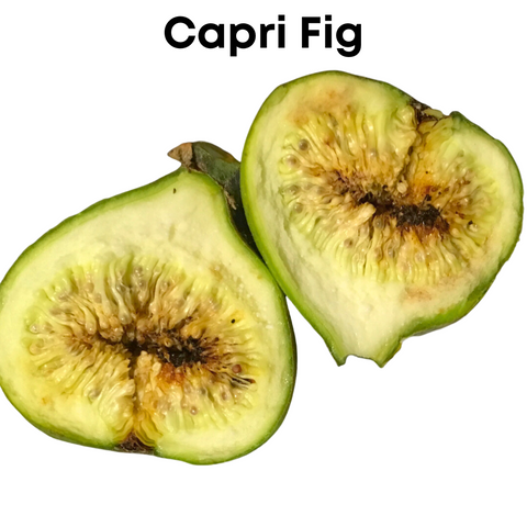 Capri Fig