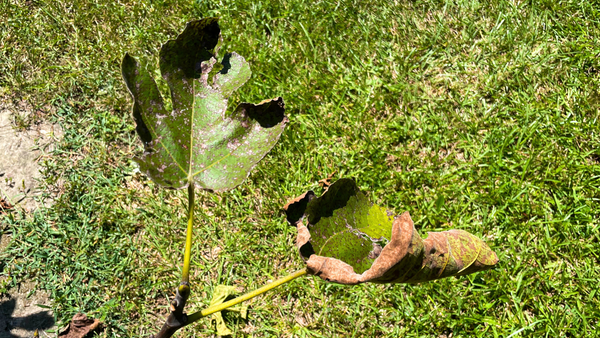 Leaf Deformation Due to Fig Rust