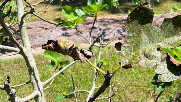 Losing Leaves Due to Fig Rust